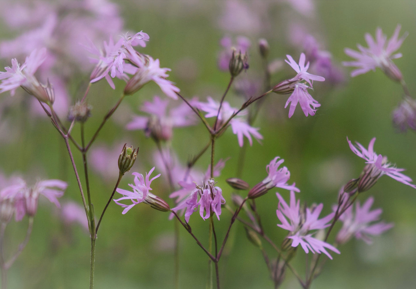 Trævlekrone - Lychnis flos-cuculi