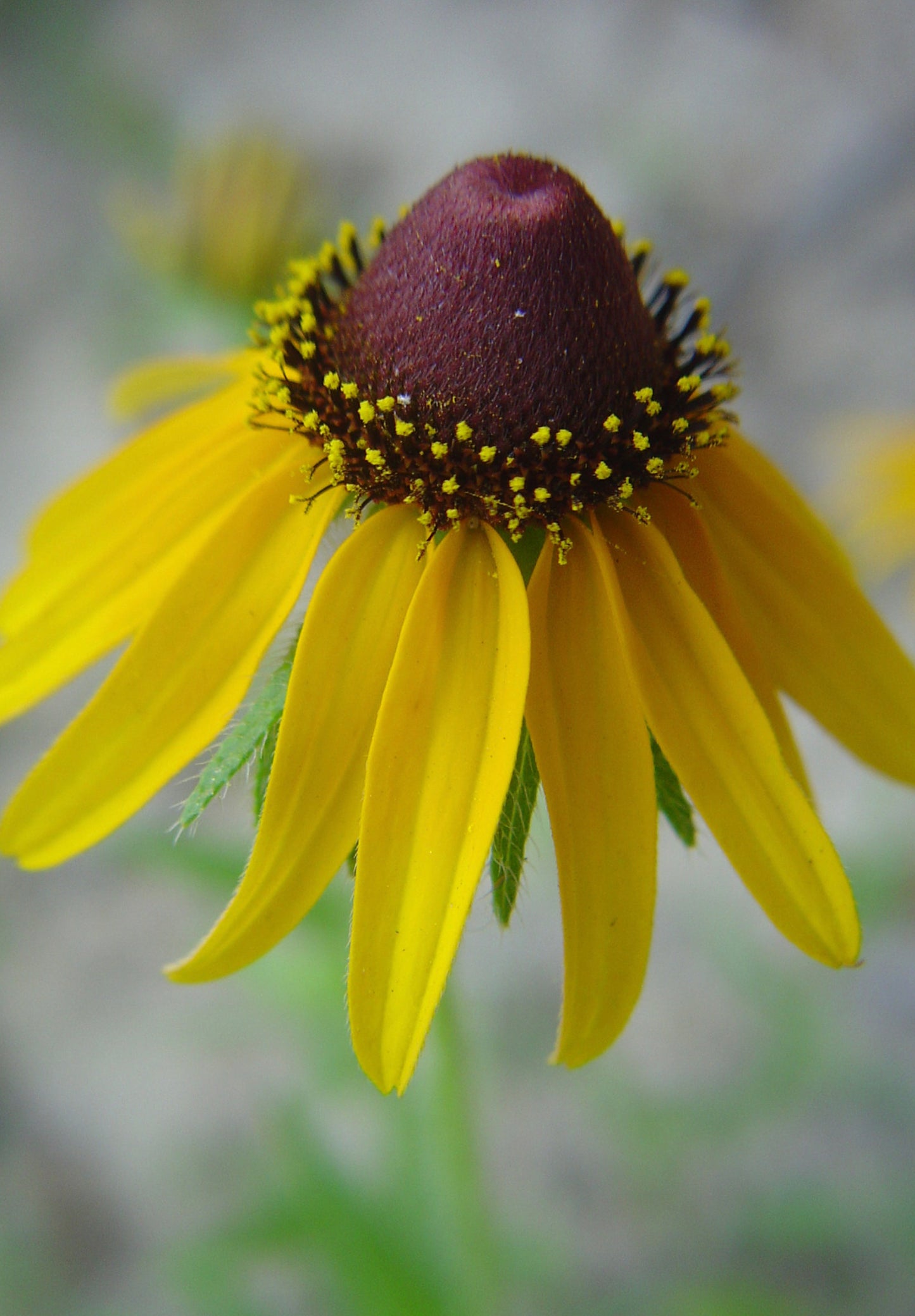 Solhat "Clasping"  - Rudbeckia amplexicaulis