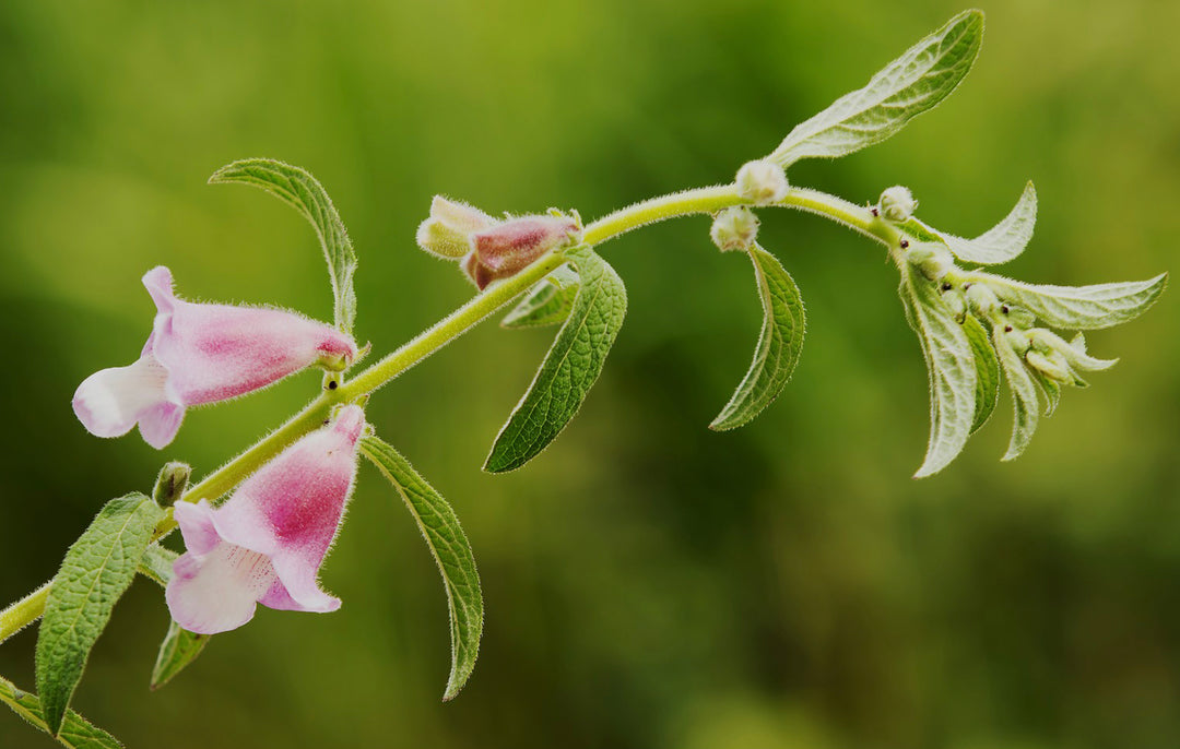 Sesam - sesamum indicum L.