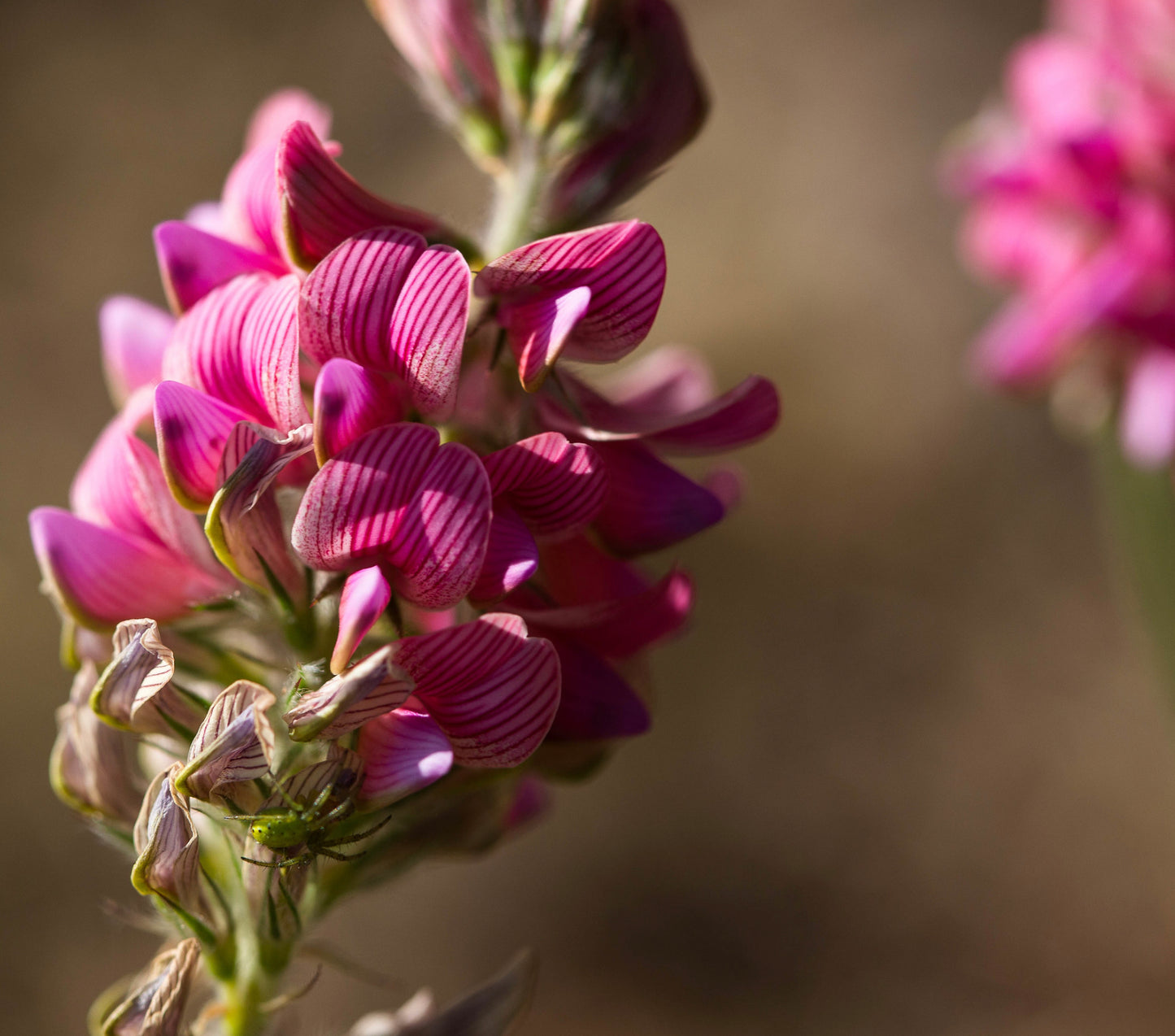 Esparsette (Onobrychis viciifolia)