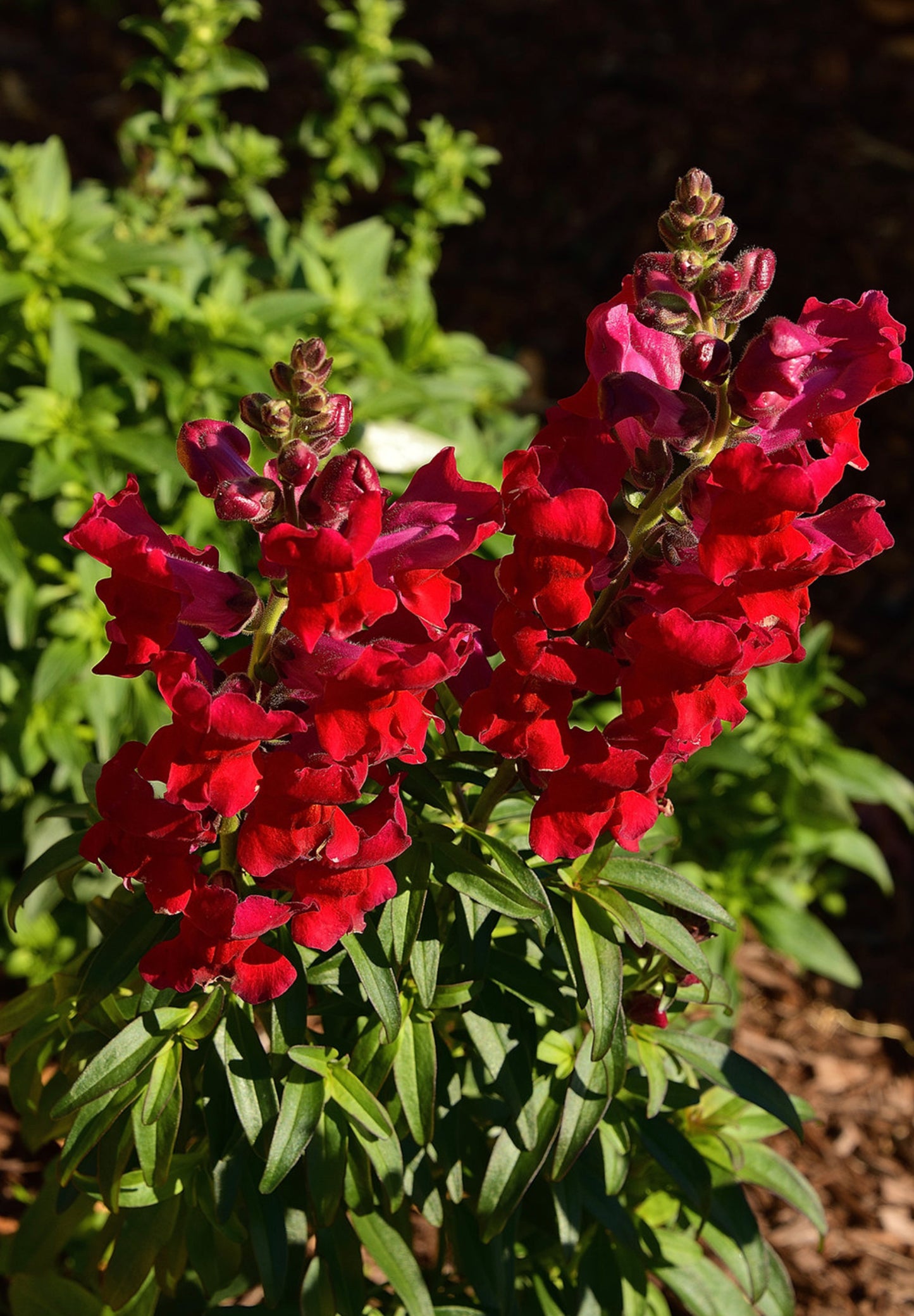 Løvemund - Ruby Red - Antirrhinum majus maximum