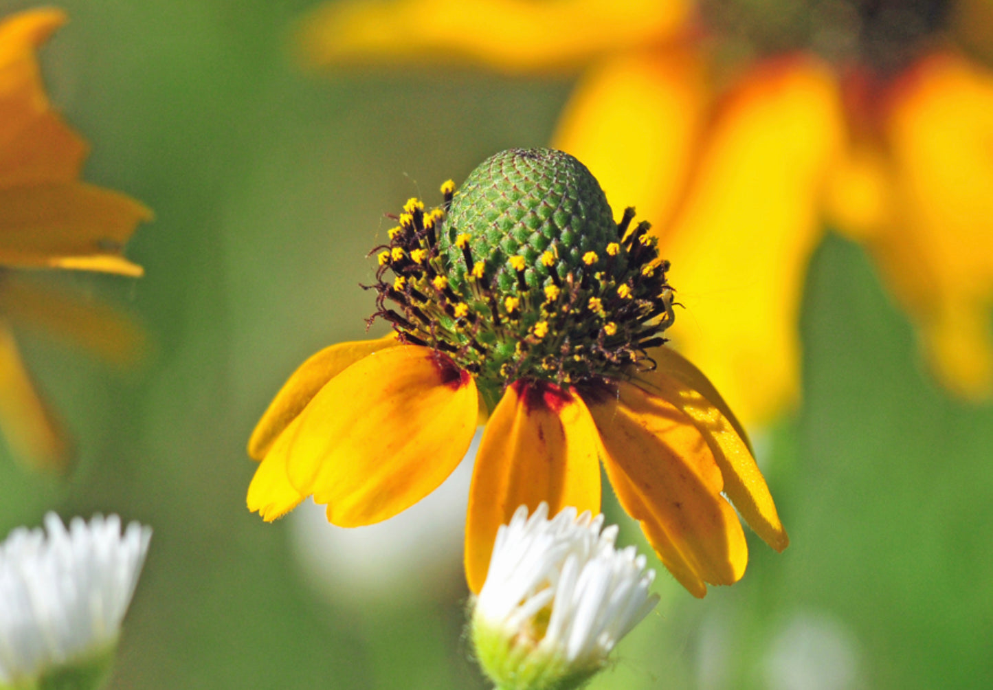 Solhat "Clasping"  - Rudbeckia amplexicaulis