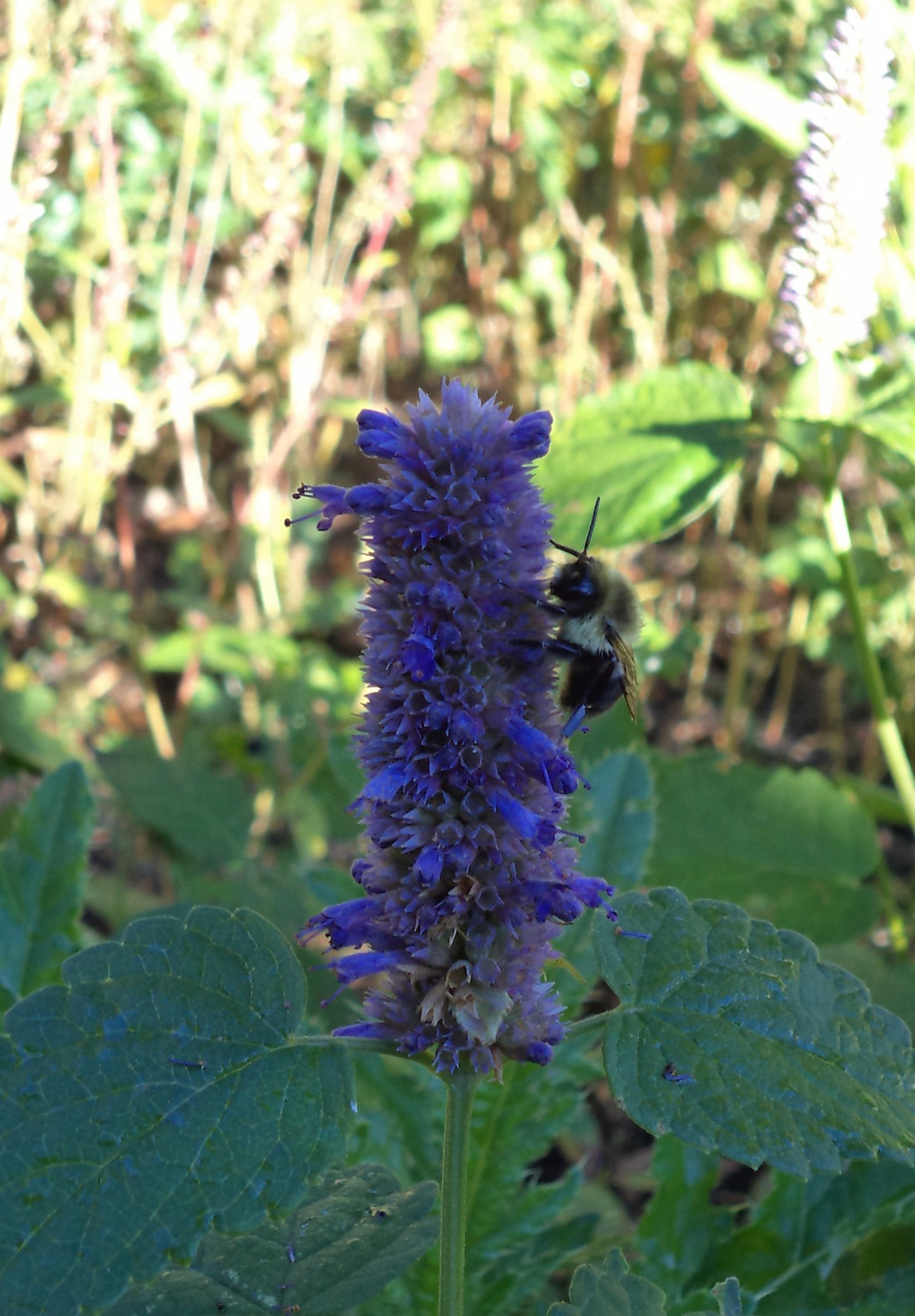 Isop Ægte - Hyssopus officinalis 'blue'