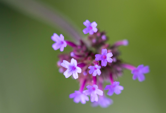 Kæmpeverbena - Jernurt - verbena bonarensis