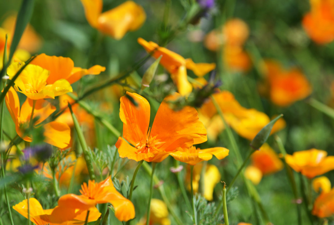 Kraveløs Californisk Valmue - Eschscholzia caespitosa