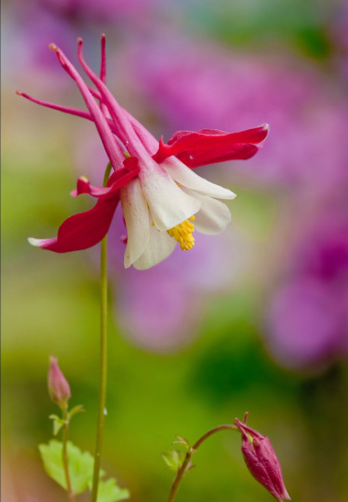 Akeleje Crimson Star - Aquilegia Caerulea Crimson Star