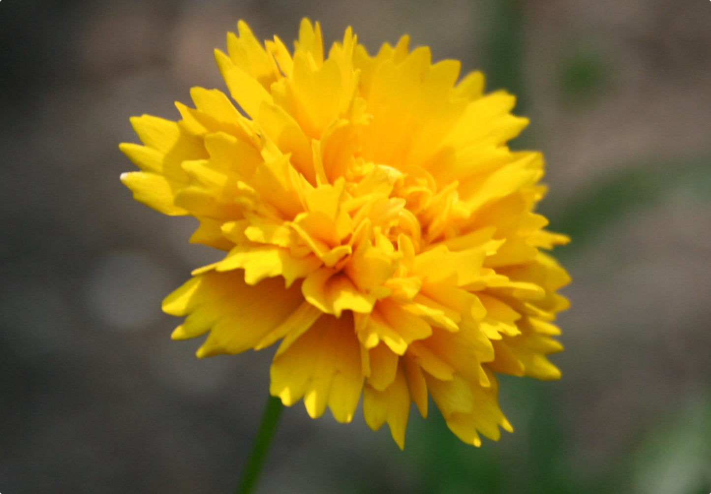 Skønhedsøje "Golden Globe" (Coreopsis grandiflora "Golden Globe")