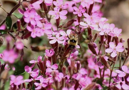 Sæbeurt Lav - saponaria ocymoides