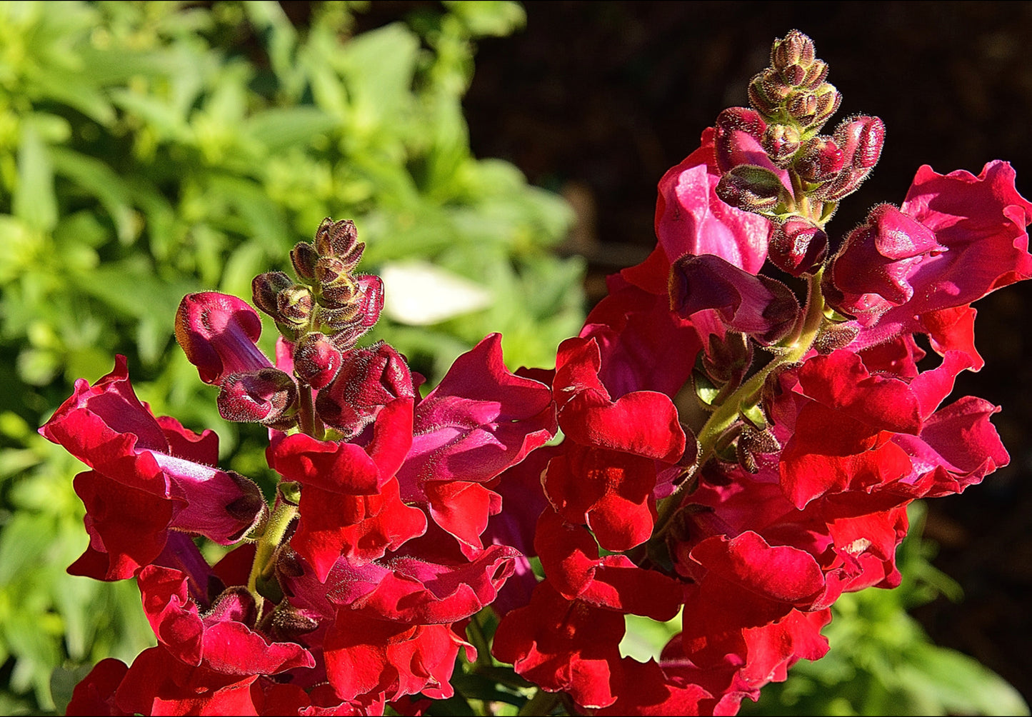 Løvemund - Ruby Red - Antirrhinum majus maximum