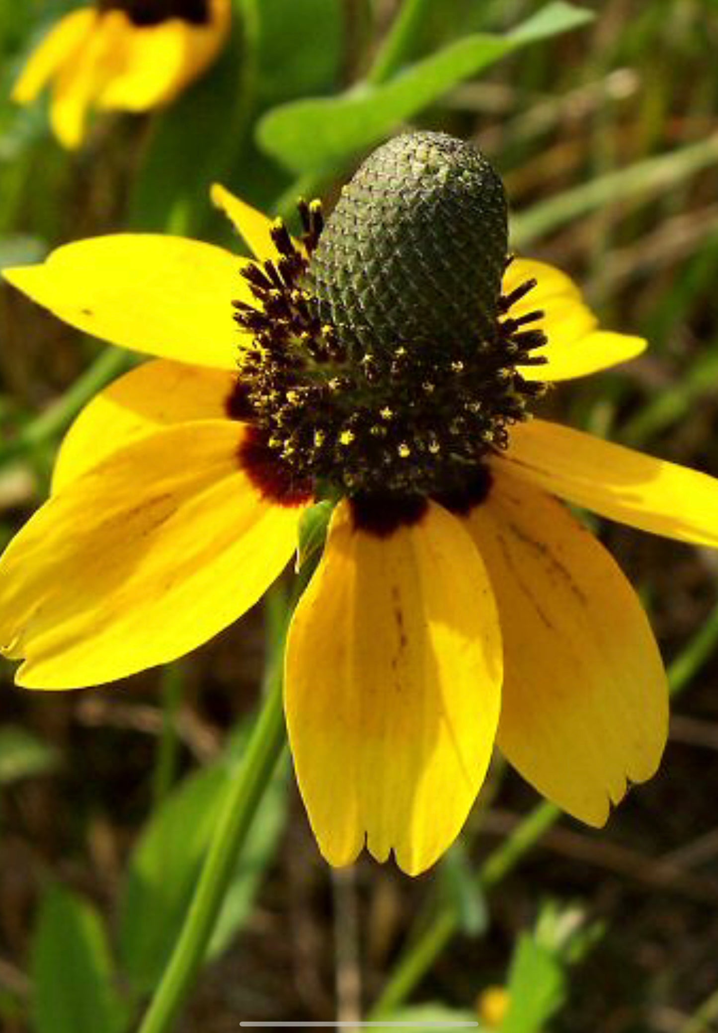 Solhat "Clasping"  - Rudbeckia amplexicaulis