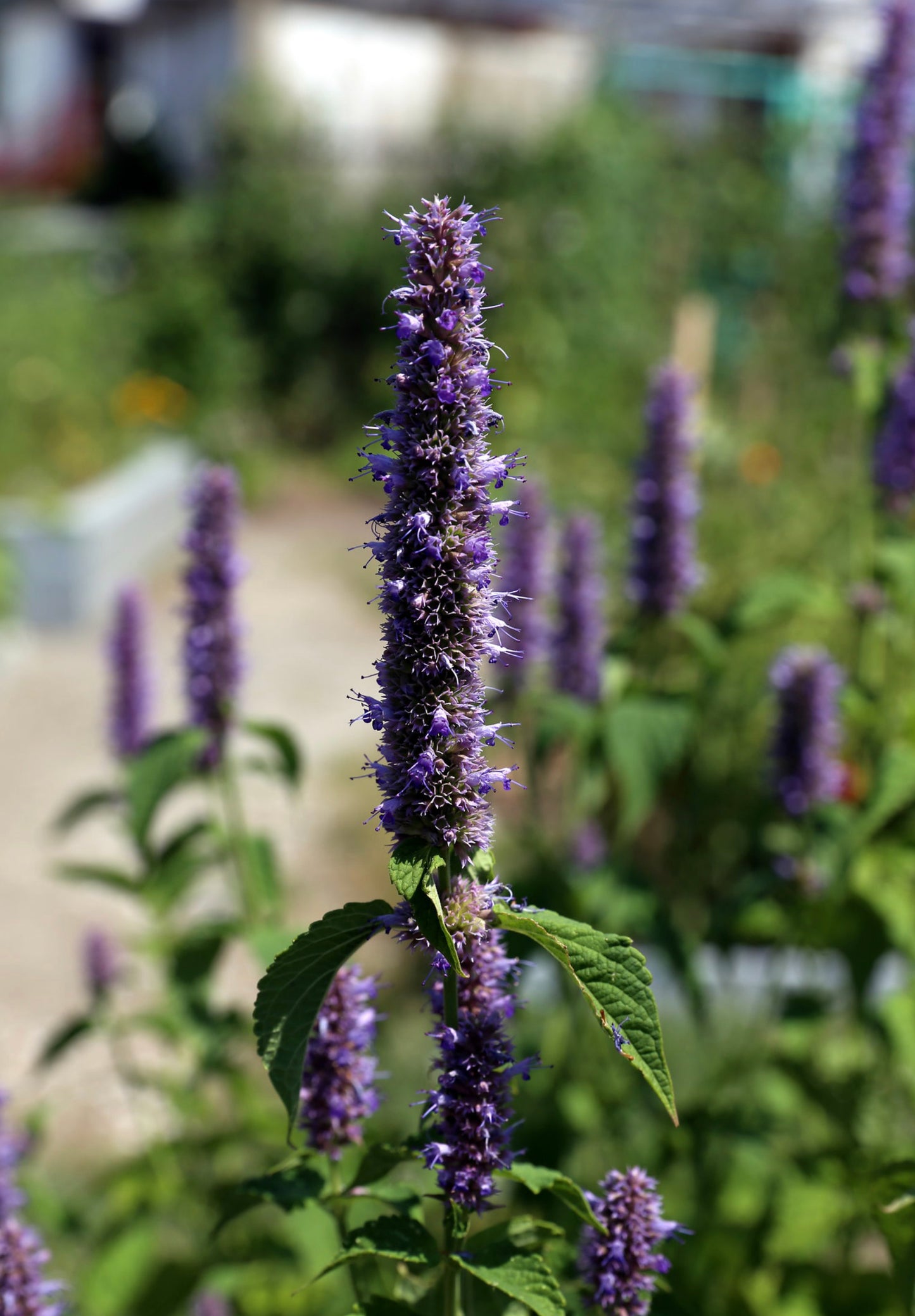 Isop Ægte - Hyssopus officinalis 'blue'