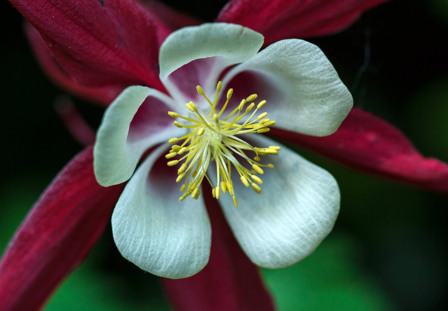 Akeleje Crimson Star - Aquilegia Caerulea Crimson Star