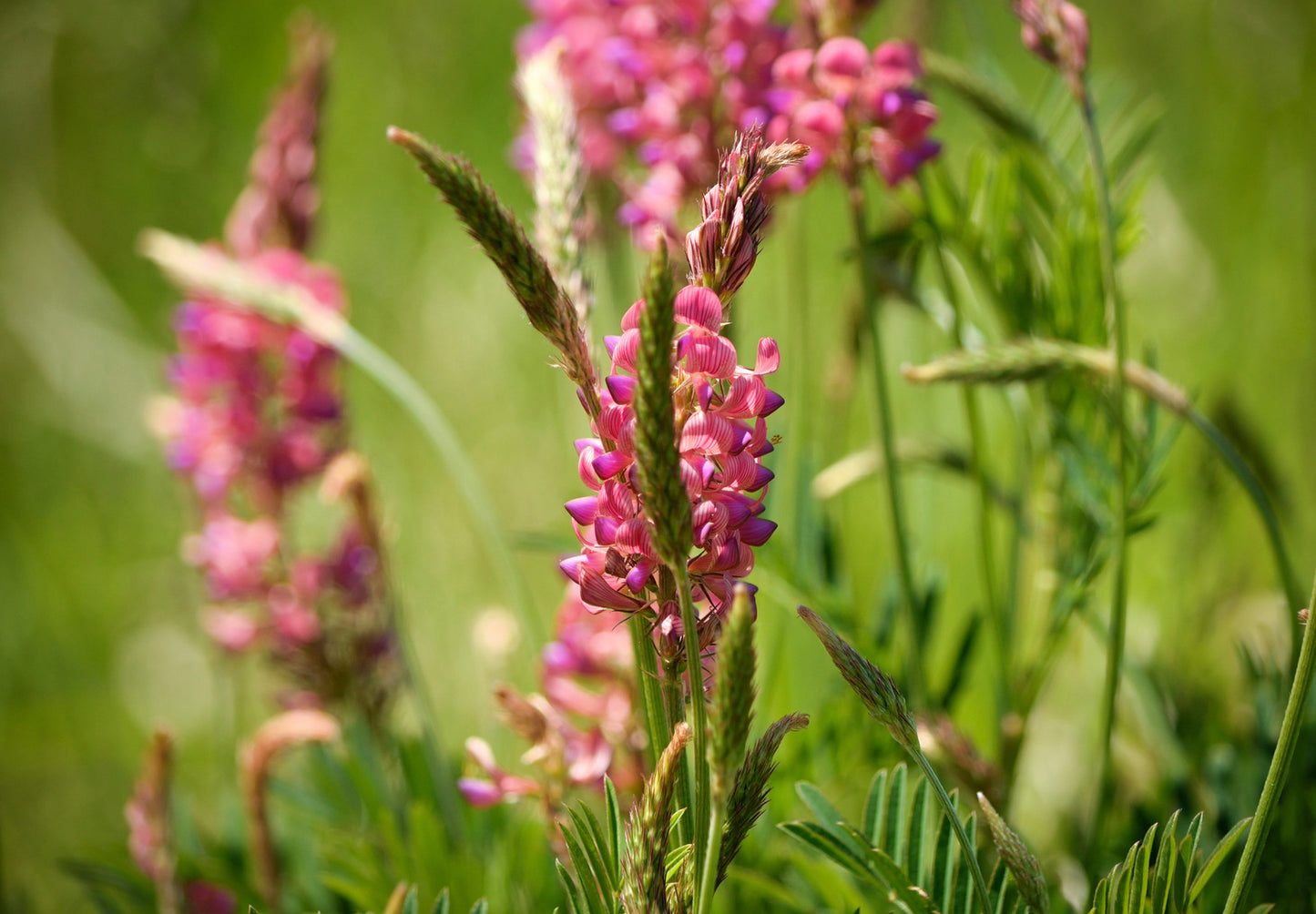 Esparsette (Onobrychis viciifolia)