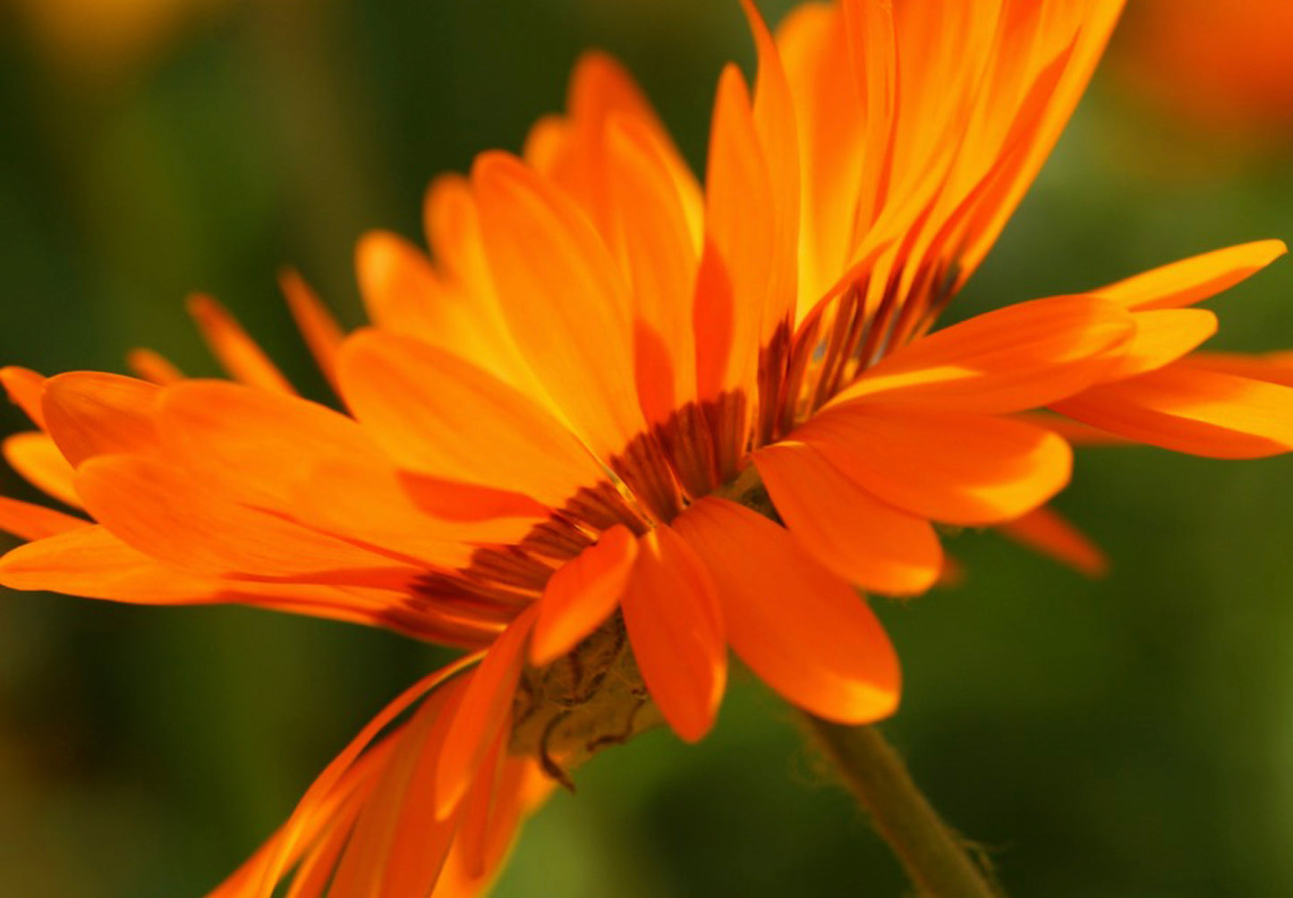 Antilopeøje - orange prince - Venidium fastuosum