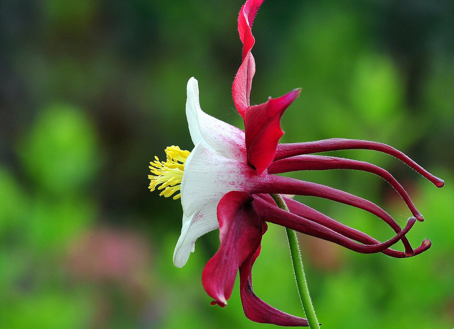 Akeleje Crimson Star - Aquilegia Caerulea Crimson Star