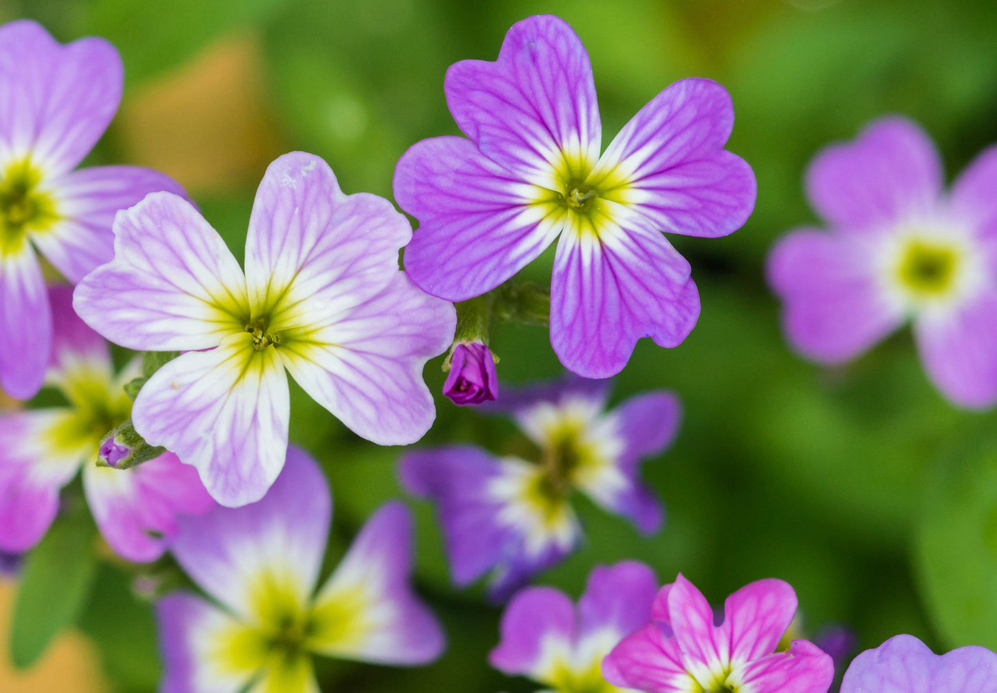 Strandlevkøj - malcolmia maritima