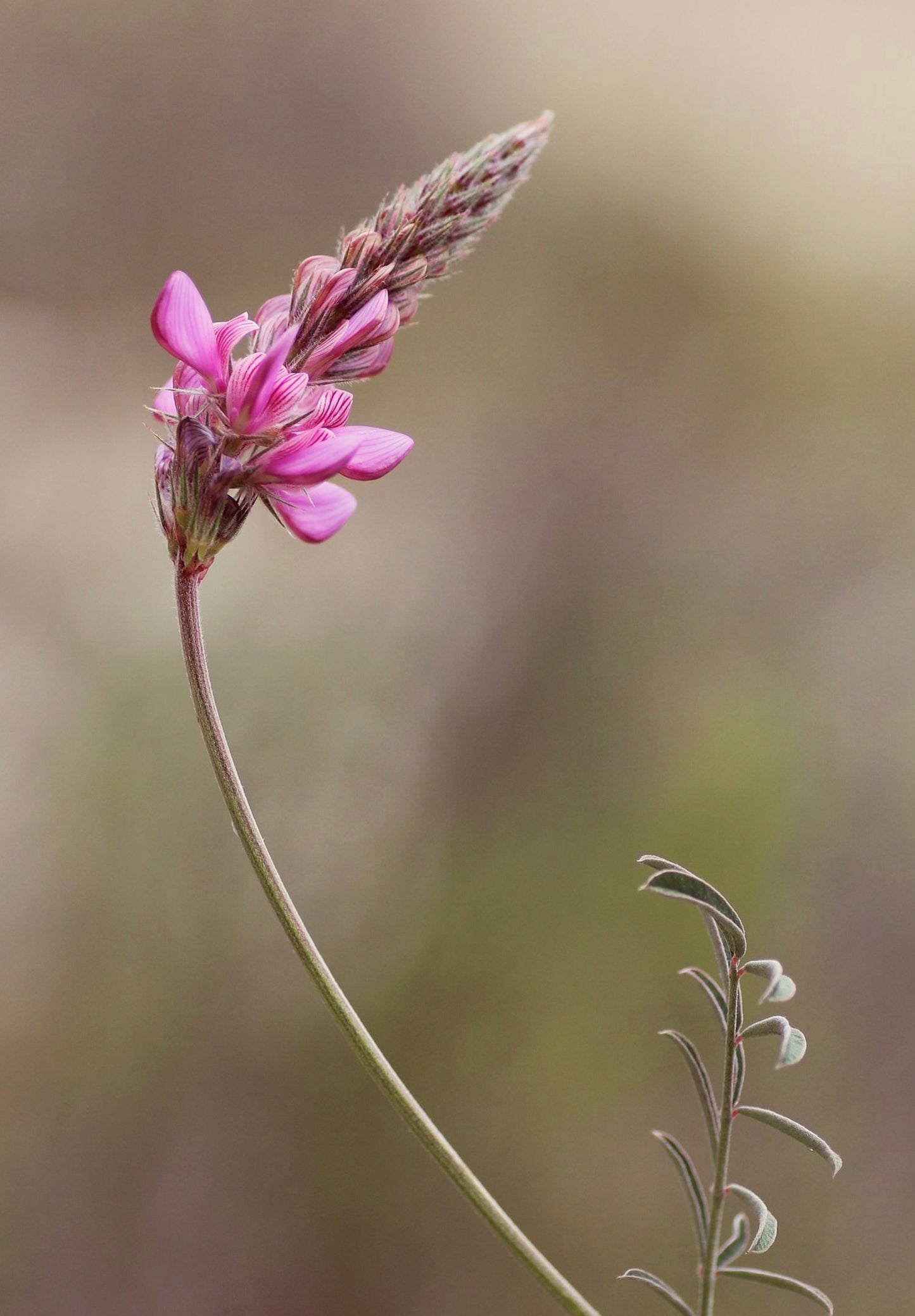 Esparsette (Onobrychis viciifolia)