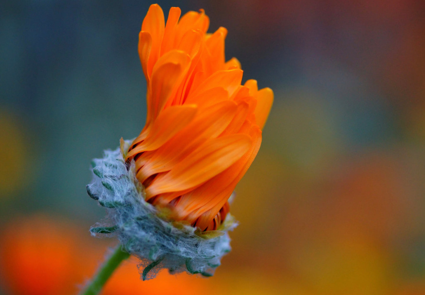 Antilopeøje - orange prince - Venidium fastuosum