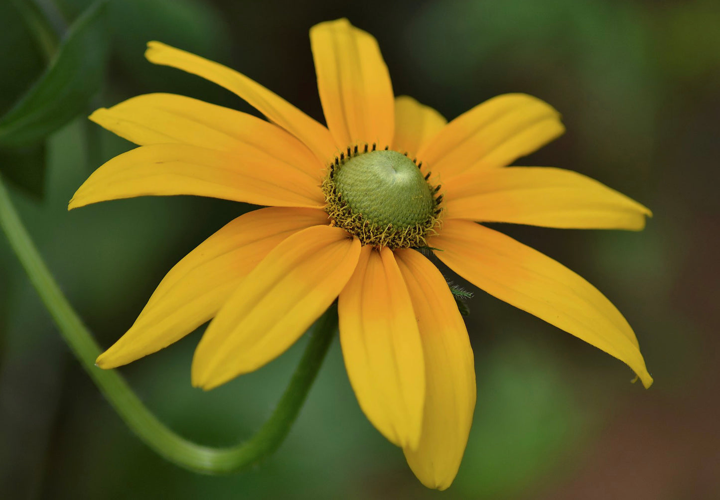 Solhat "Green Eyes" - rudbeckia hirta