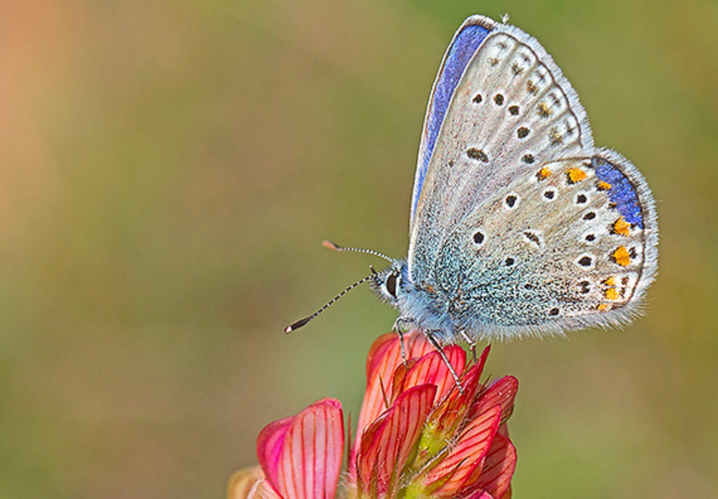 Esparsette (Onobrychis viciifolia)