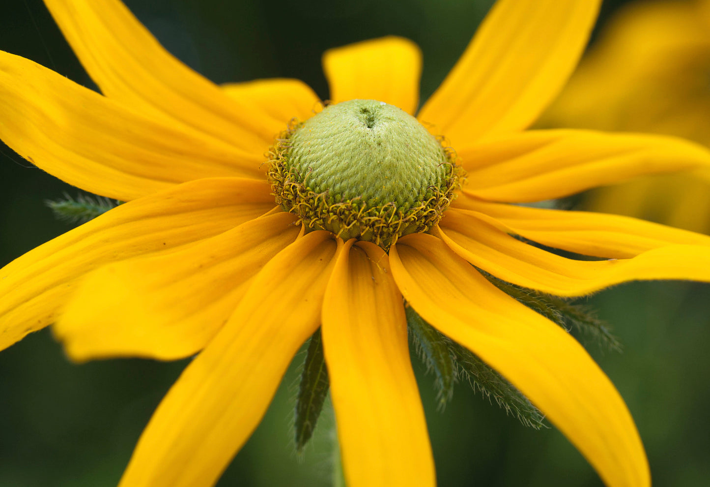 Solhat "Green Eyes" - rudbeckia hirta