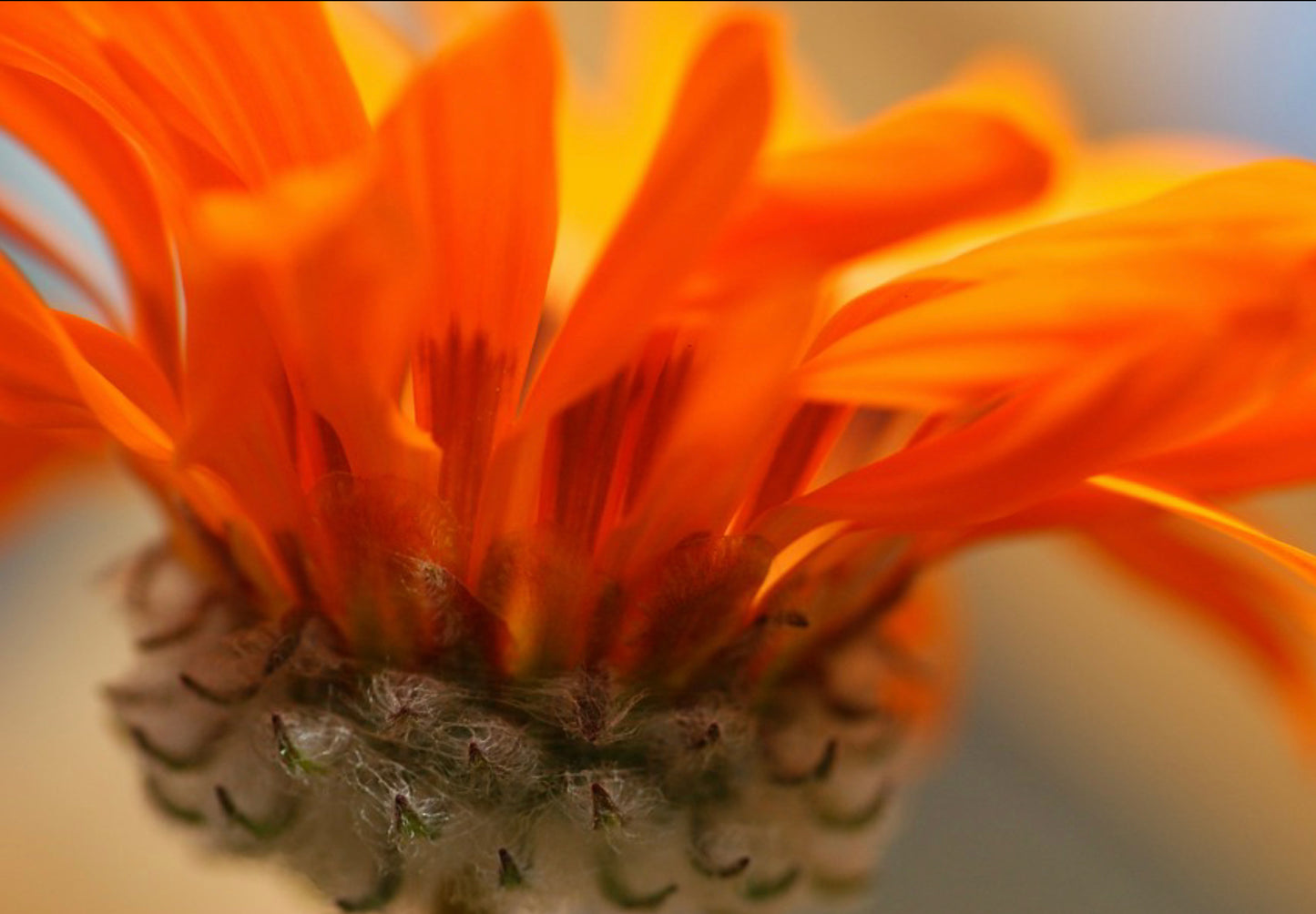 Antilopeøje - orange prince - Venidium fastuosum