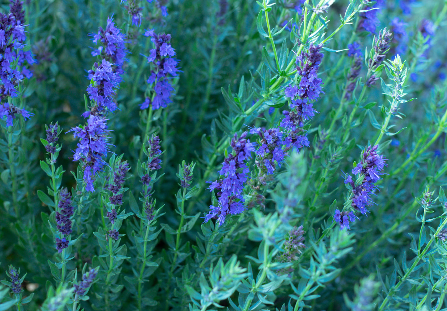 Isop Ægte - Hyssopus officinalis 'blue'