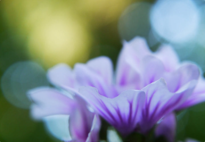 Rød Trompetkatost 'Zebrina' - malva sylvestris zebrina