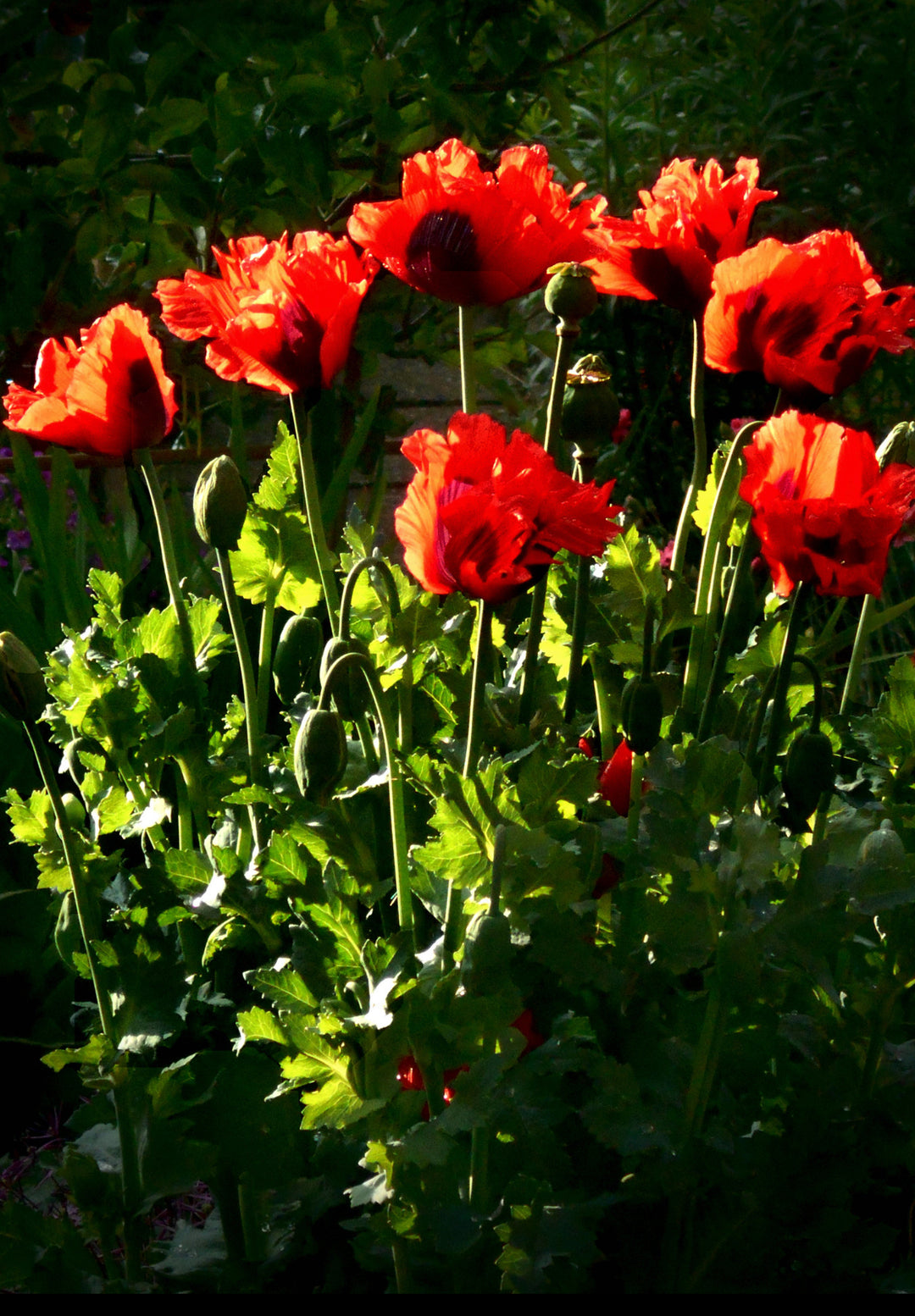 Opiumsvalmue - Papaver somniferum