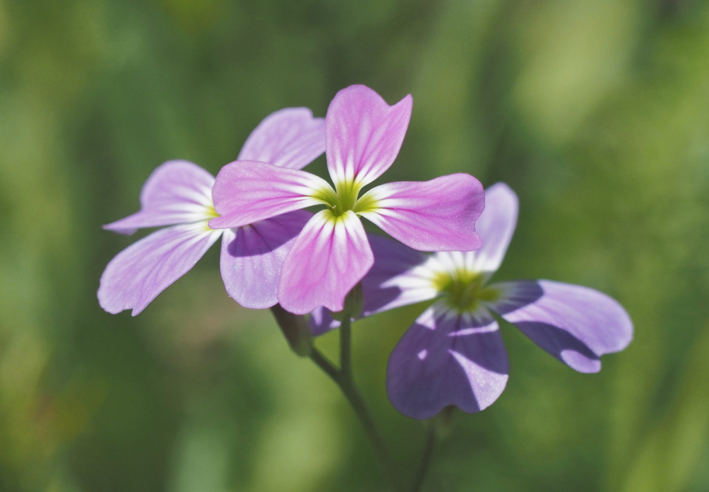 Strandlevkøj - malcolmia maritima