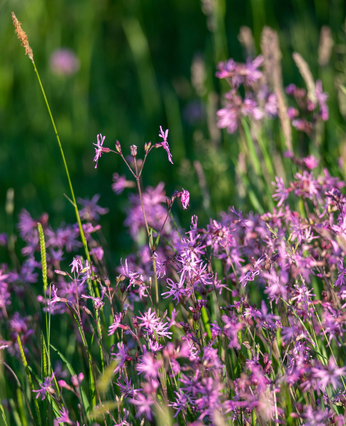 Trævlekrone - Lychnis flos-cuculi