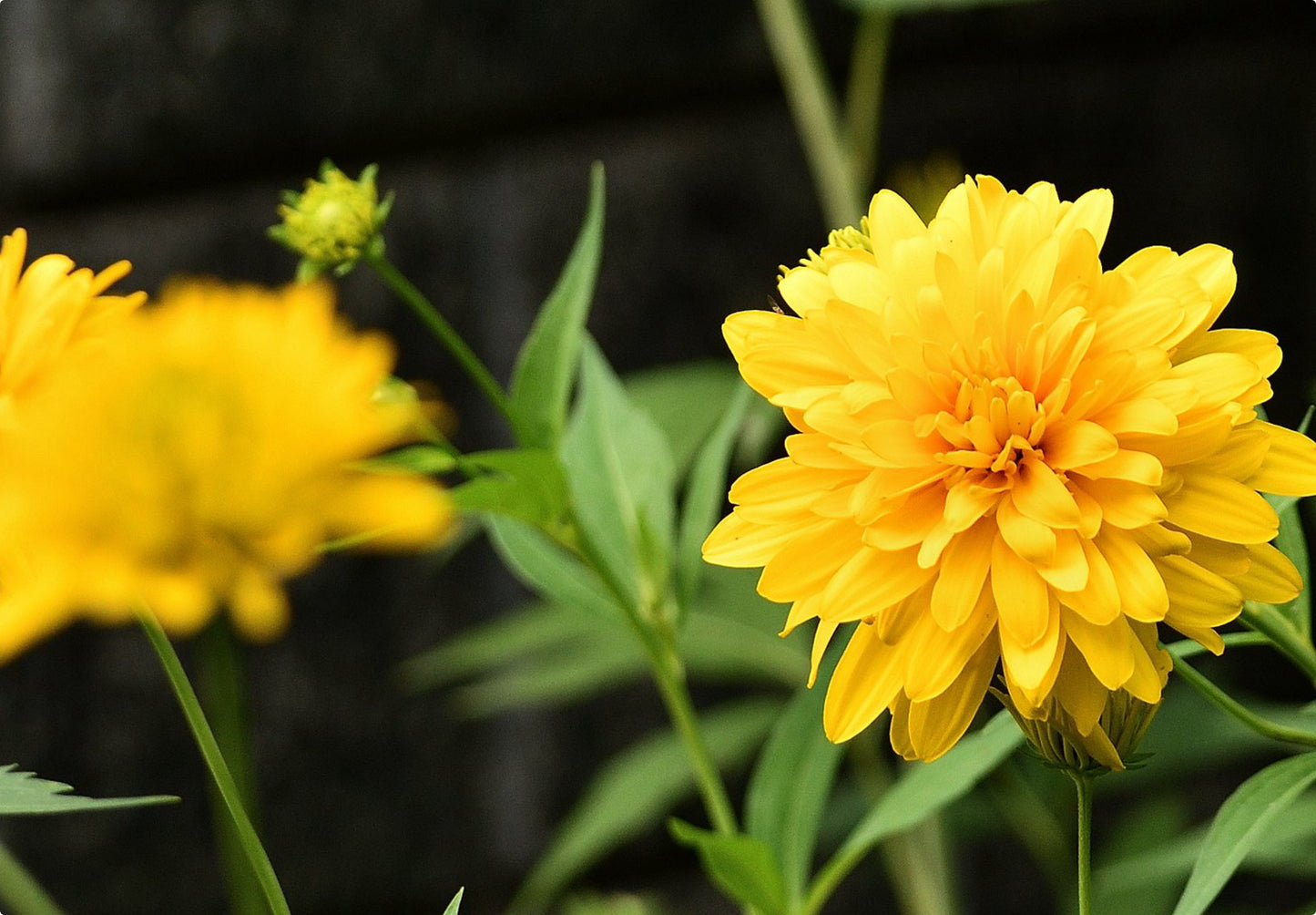 Skønhedsøje "Golden Globe" (Coreopsis grandiflora "Golden Globe")