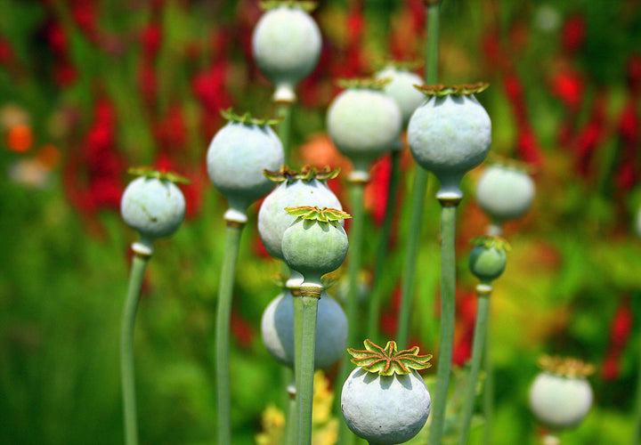 Opiumsvalmue - Papaver somniferum