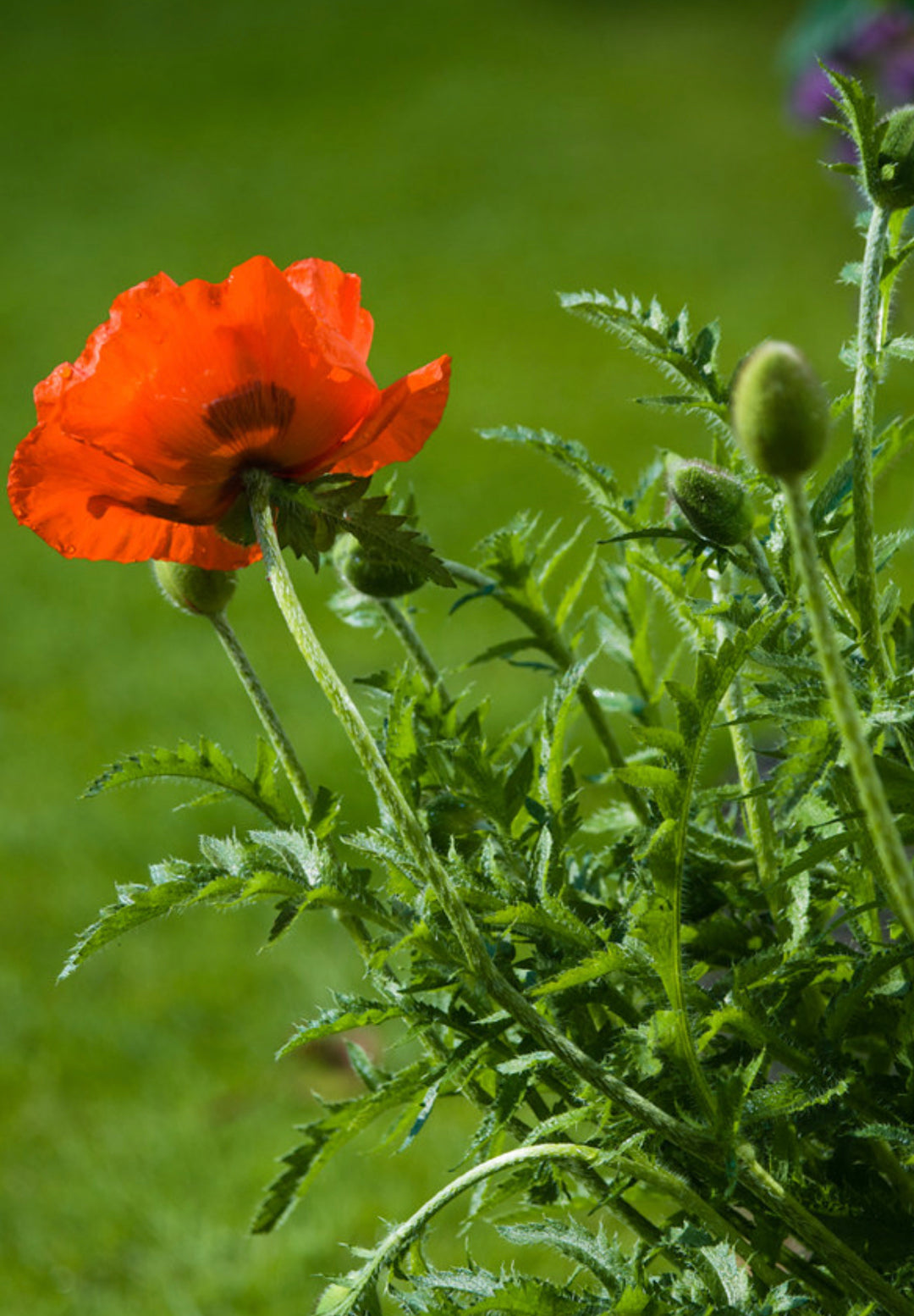 Opiumsvalmue - Papaver somniferum