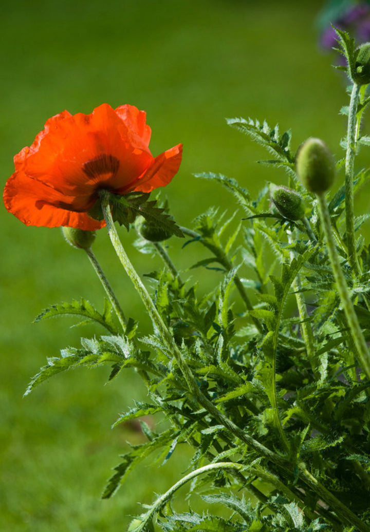 Opiumsvalmue - Papaver somniferum