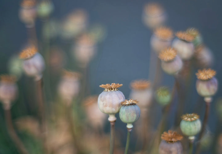 Opiumsvalmue - Papaver somniferum