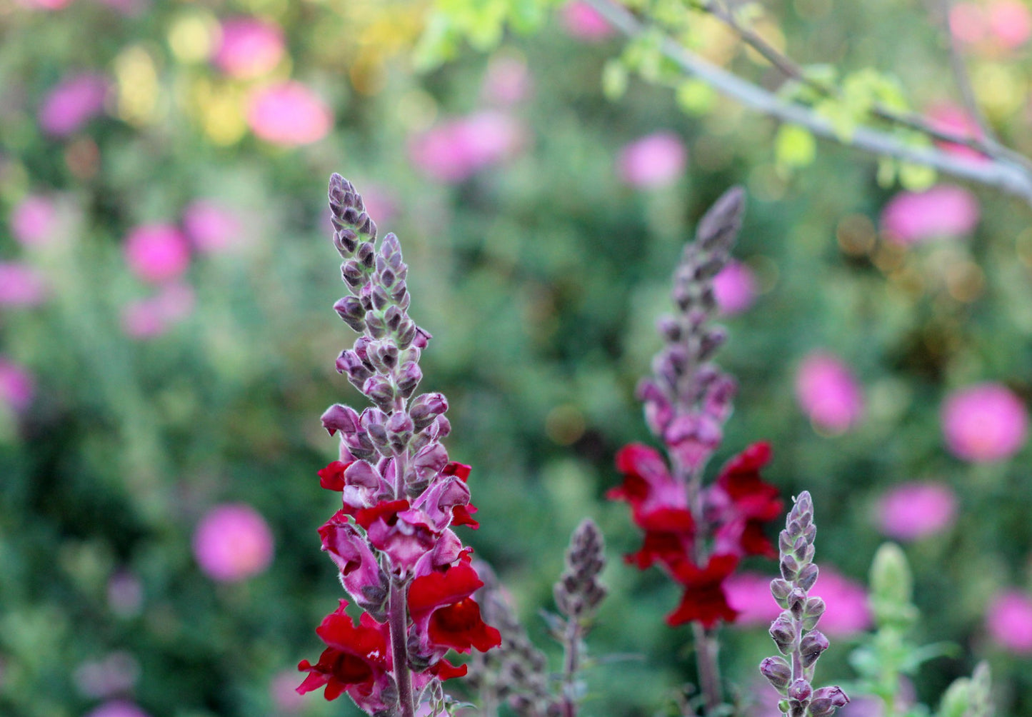 Løvemund - Ruby Red - Antirrhinum majus maximum