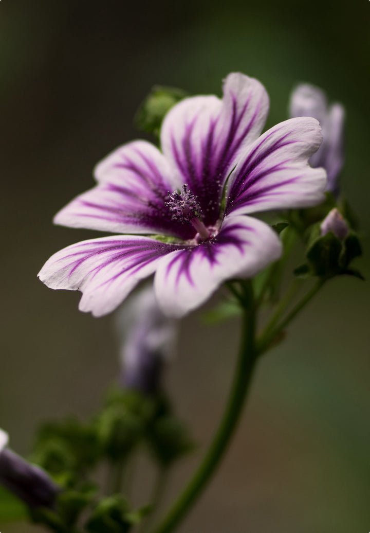 Rød Trompetkatost 'Zebrina' - malva sylvestris zebrina