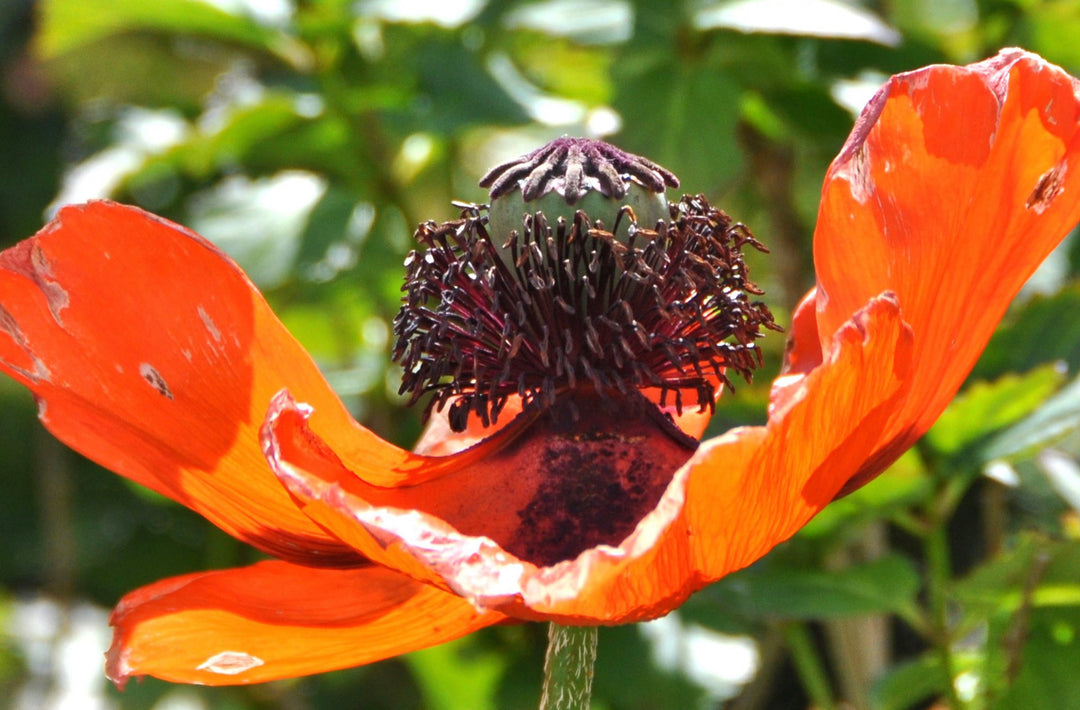 Opiumsvalmue - Papaver somniferum