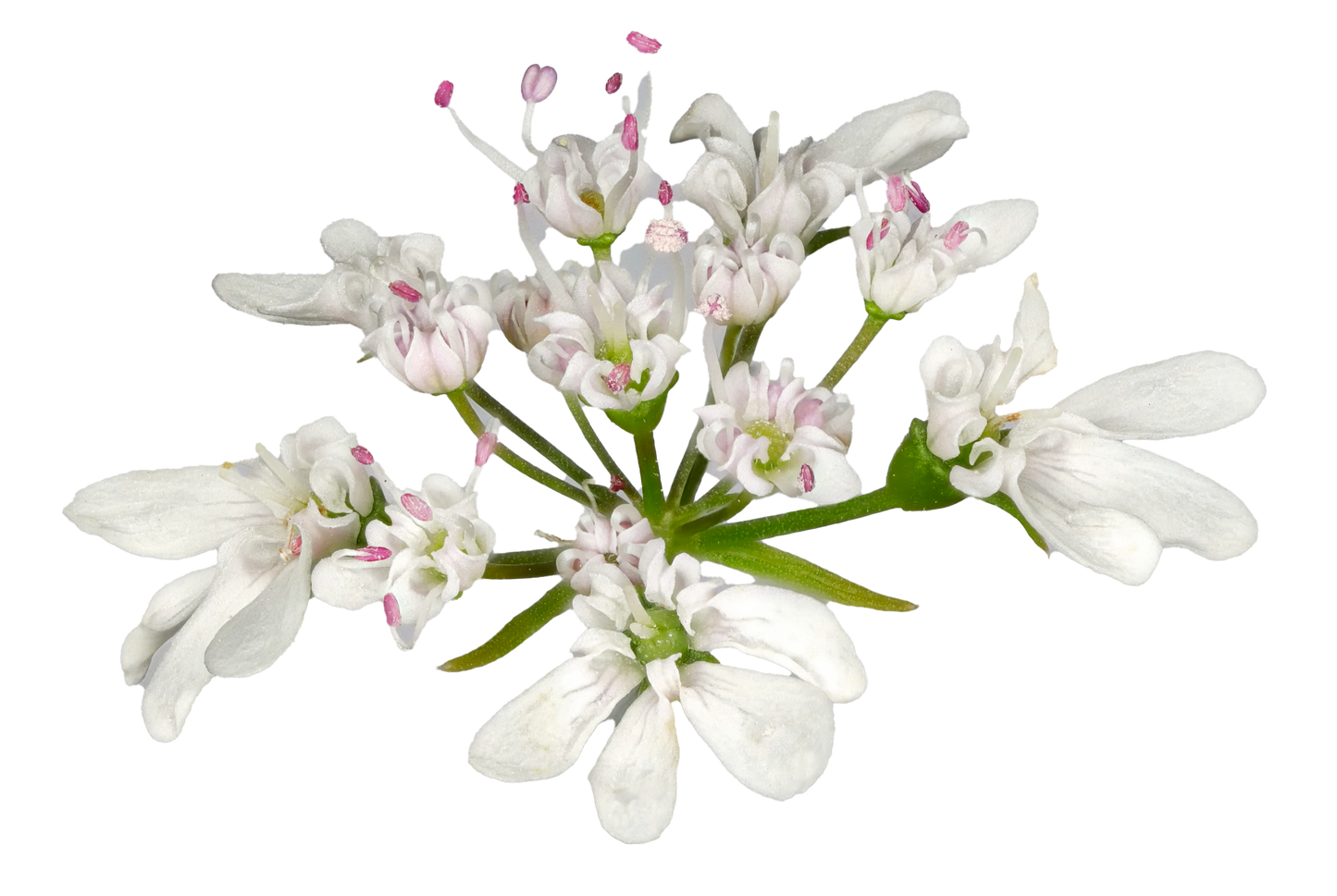 Koriander - coriandrum sativum