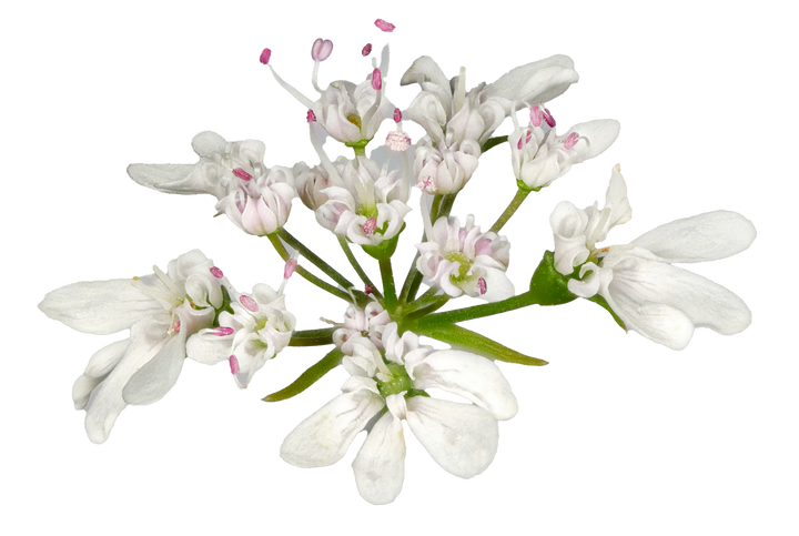 Koriander - coriandrum sativum