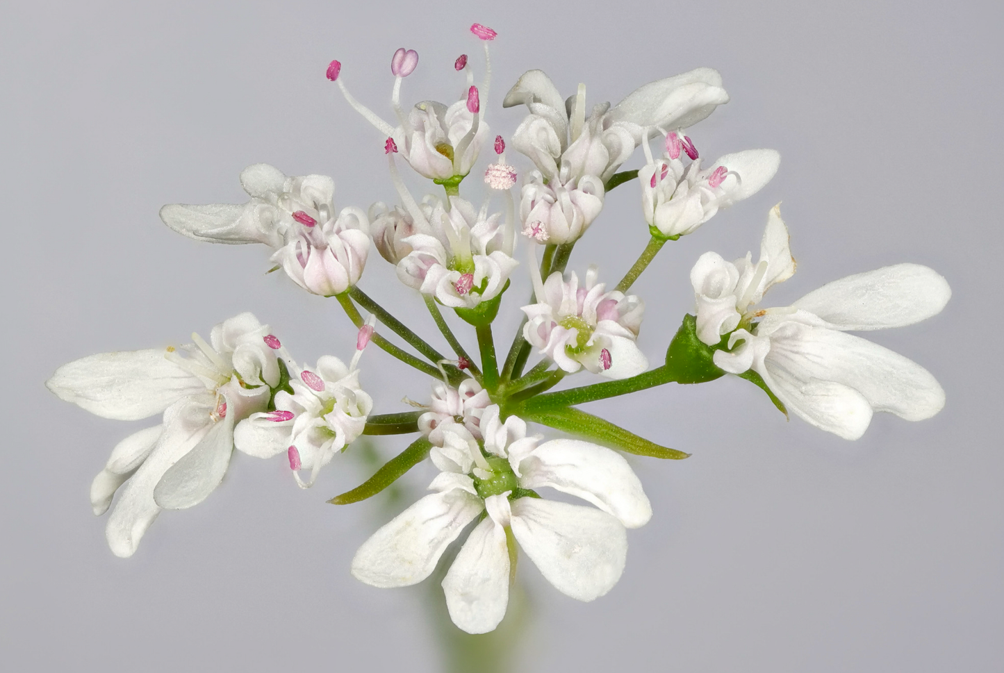 Koriander - coriandrum sativum