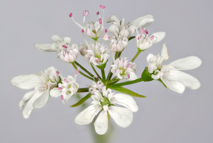 Koriander - coriandrum sativum