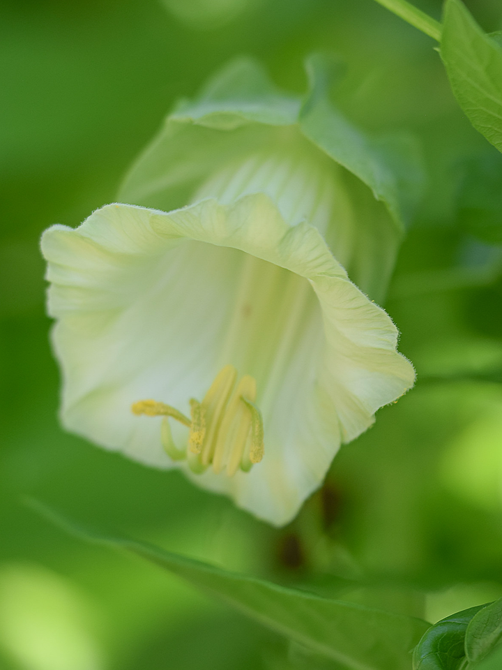 Klokkeranke Hvid - cobaea scandens