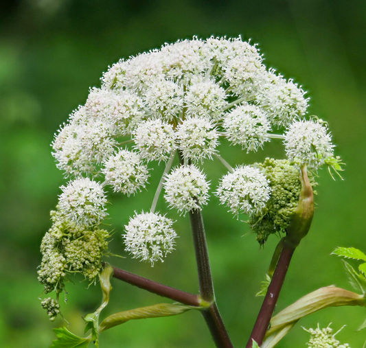 Kvan - Archangelica angelica