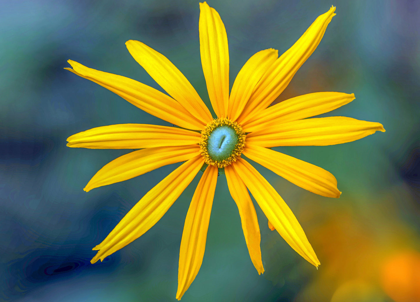 Solhat "Green Eyes" - rudbeckia hirta