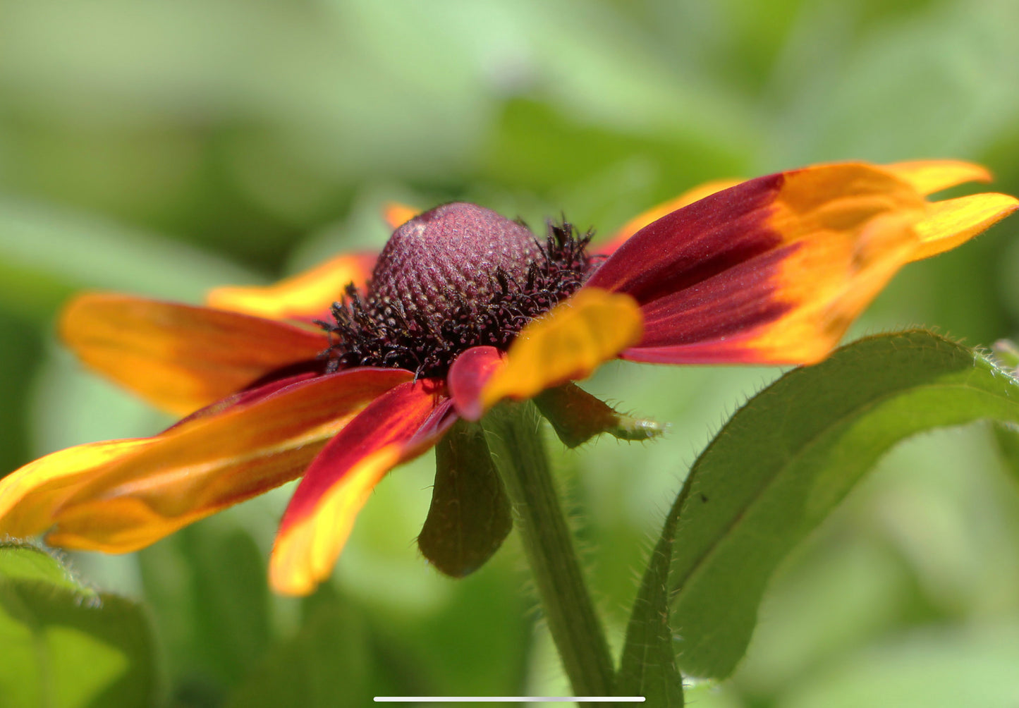 Solhat "Rustic Dwarf" - Rudbekia Hirta