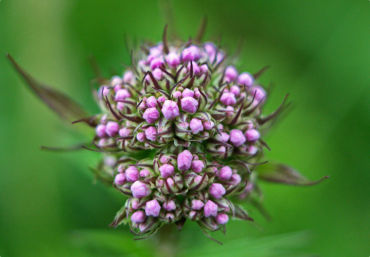 Lægebaldrian - Valeriana officinalis