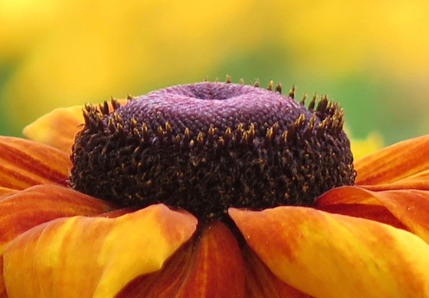 Solhat "Rustic Dwarf" - Rudbekia Hirta