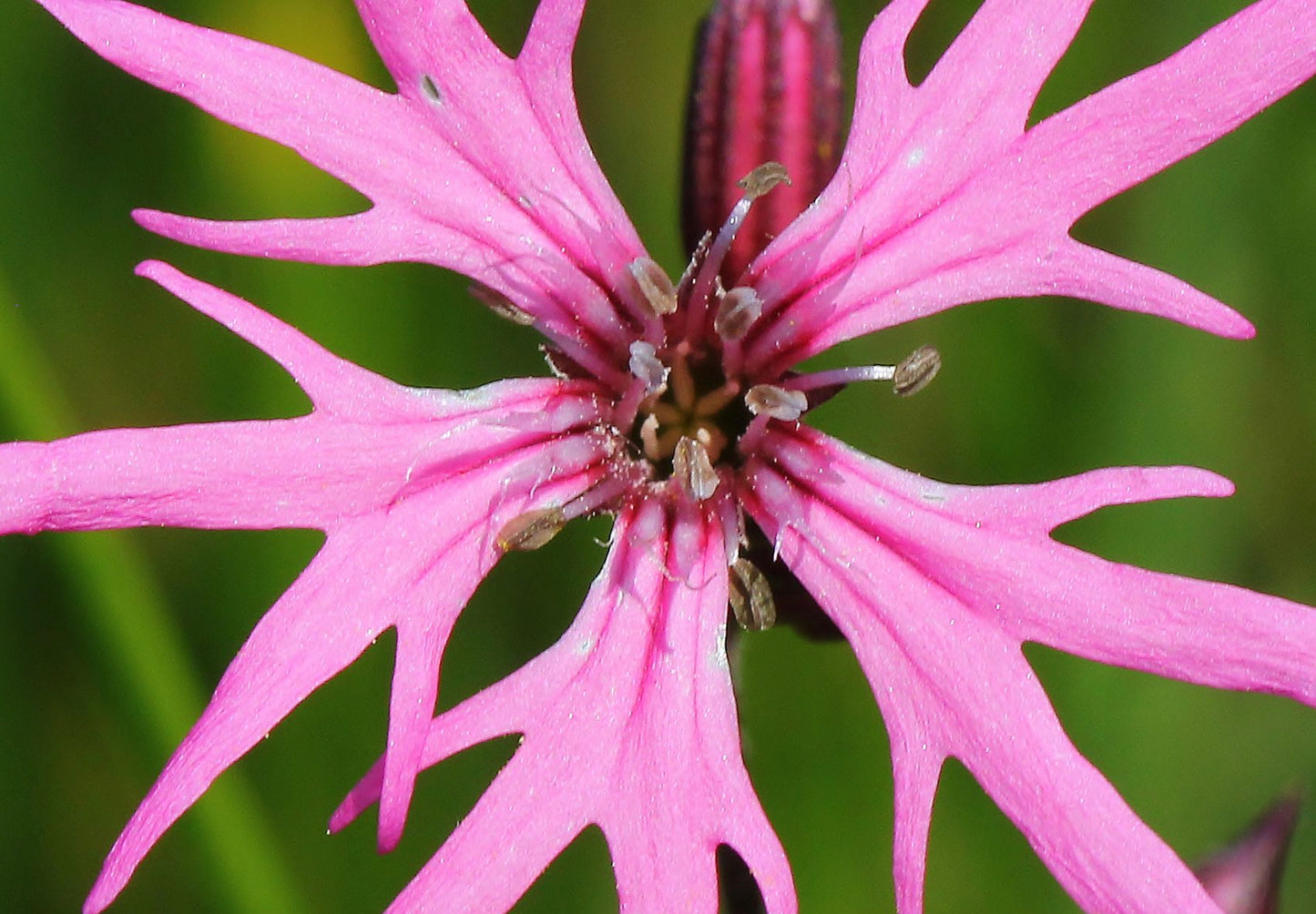 Trævlekrone - Lychnis flos-cuculi